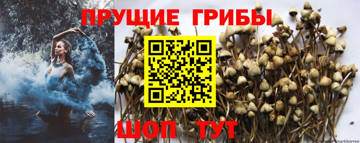 Псилоцибиновые грибы прущие грибы Лесосибирск